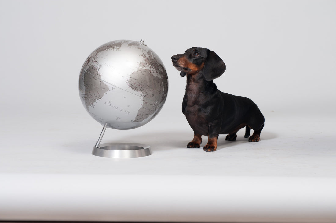 RISTORANTI PET-FRIENDLY: Quali sono i migliori a Firenze?