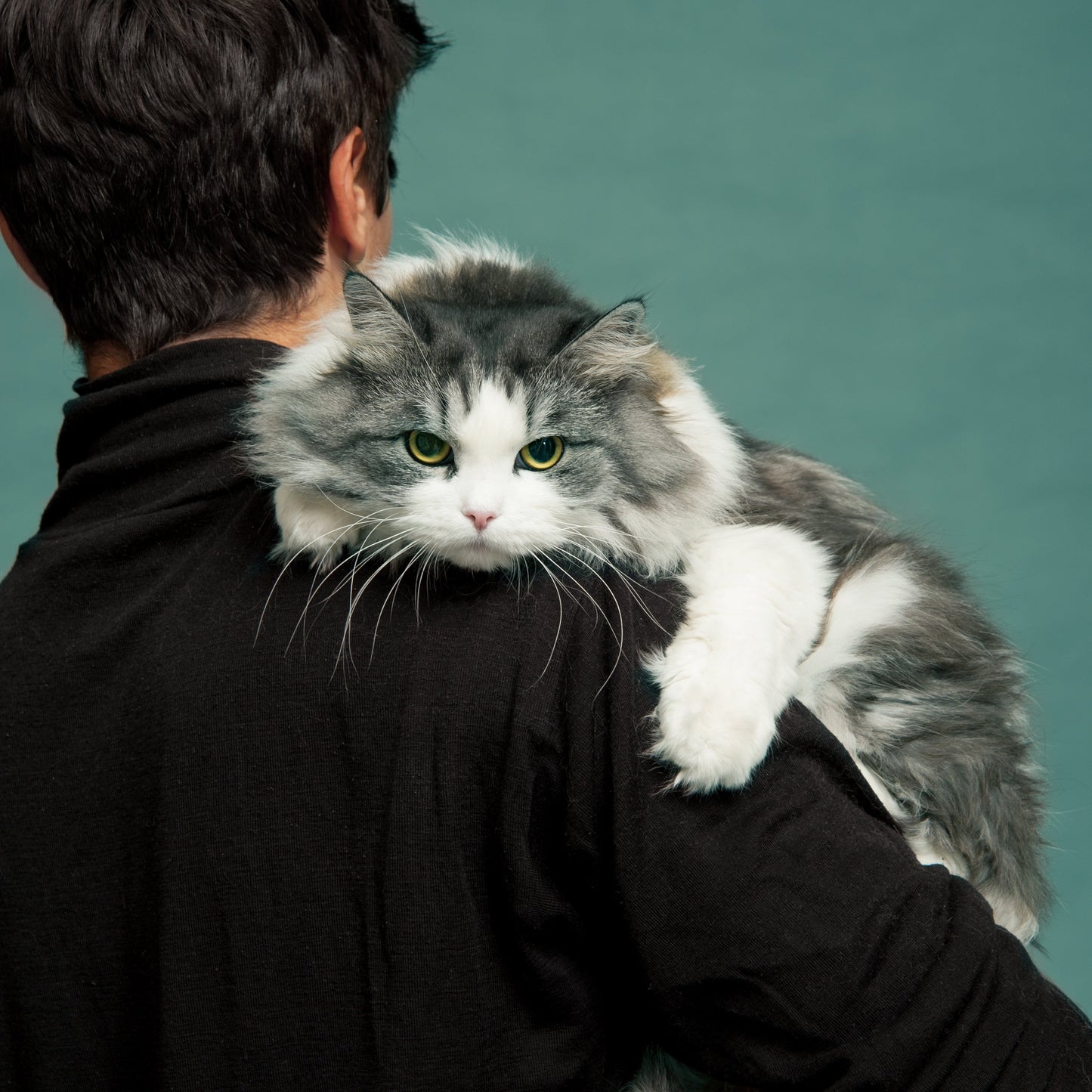 gatto siberiano