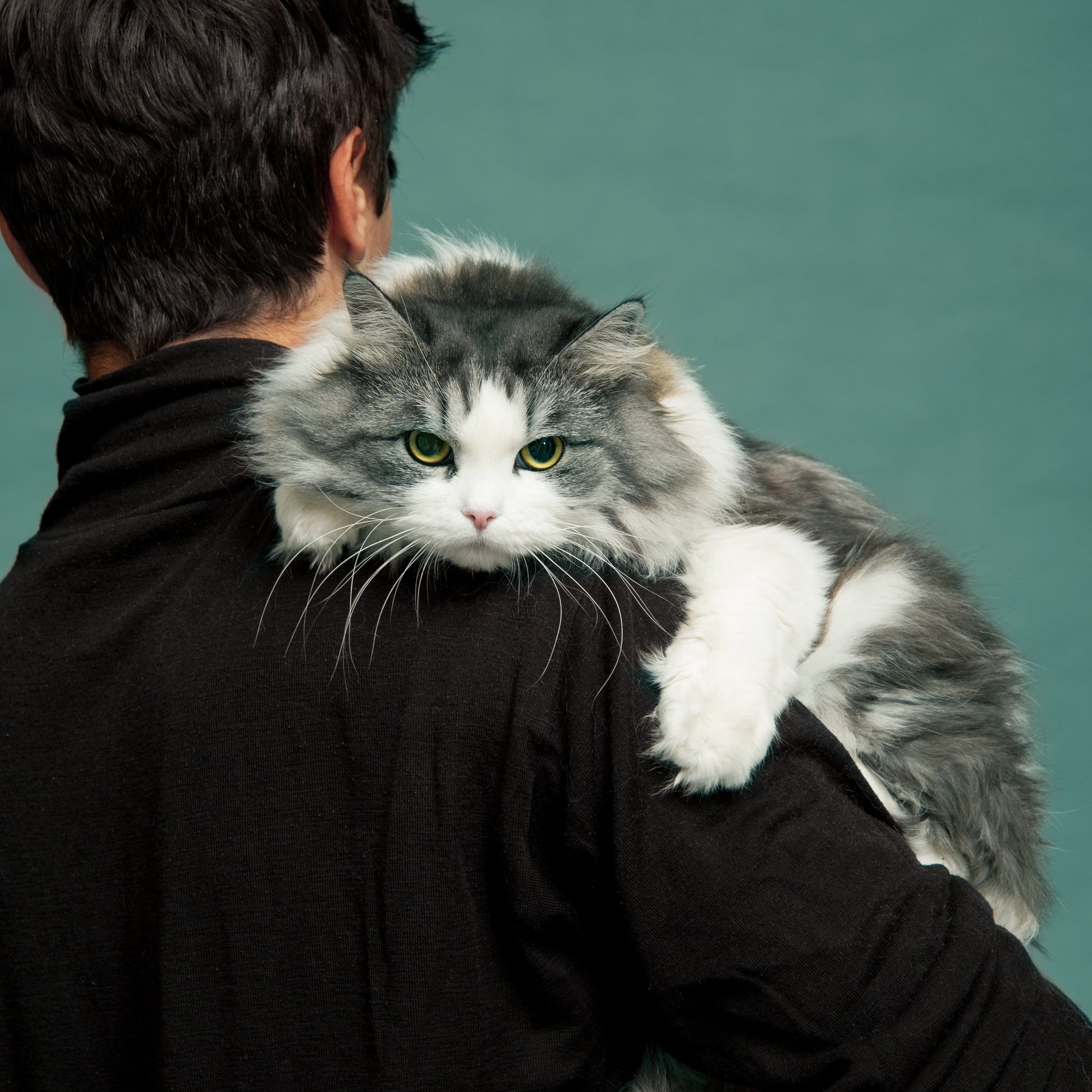 gatto siberiano